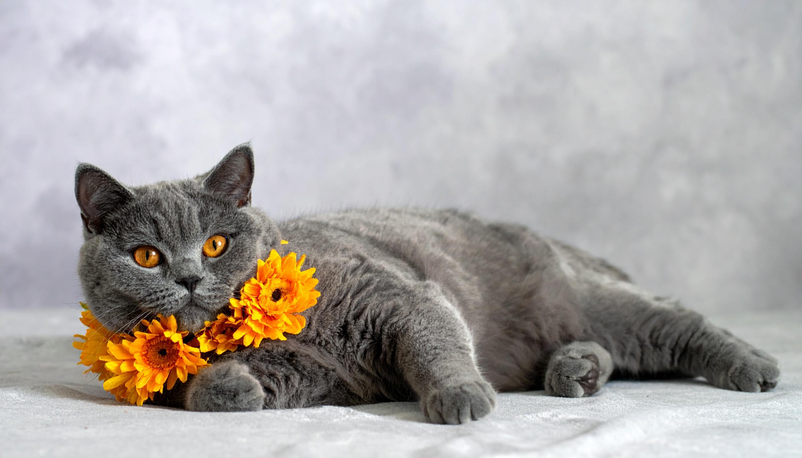 British Shorthair Cat with Orange Floral