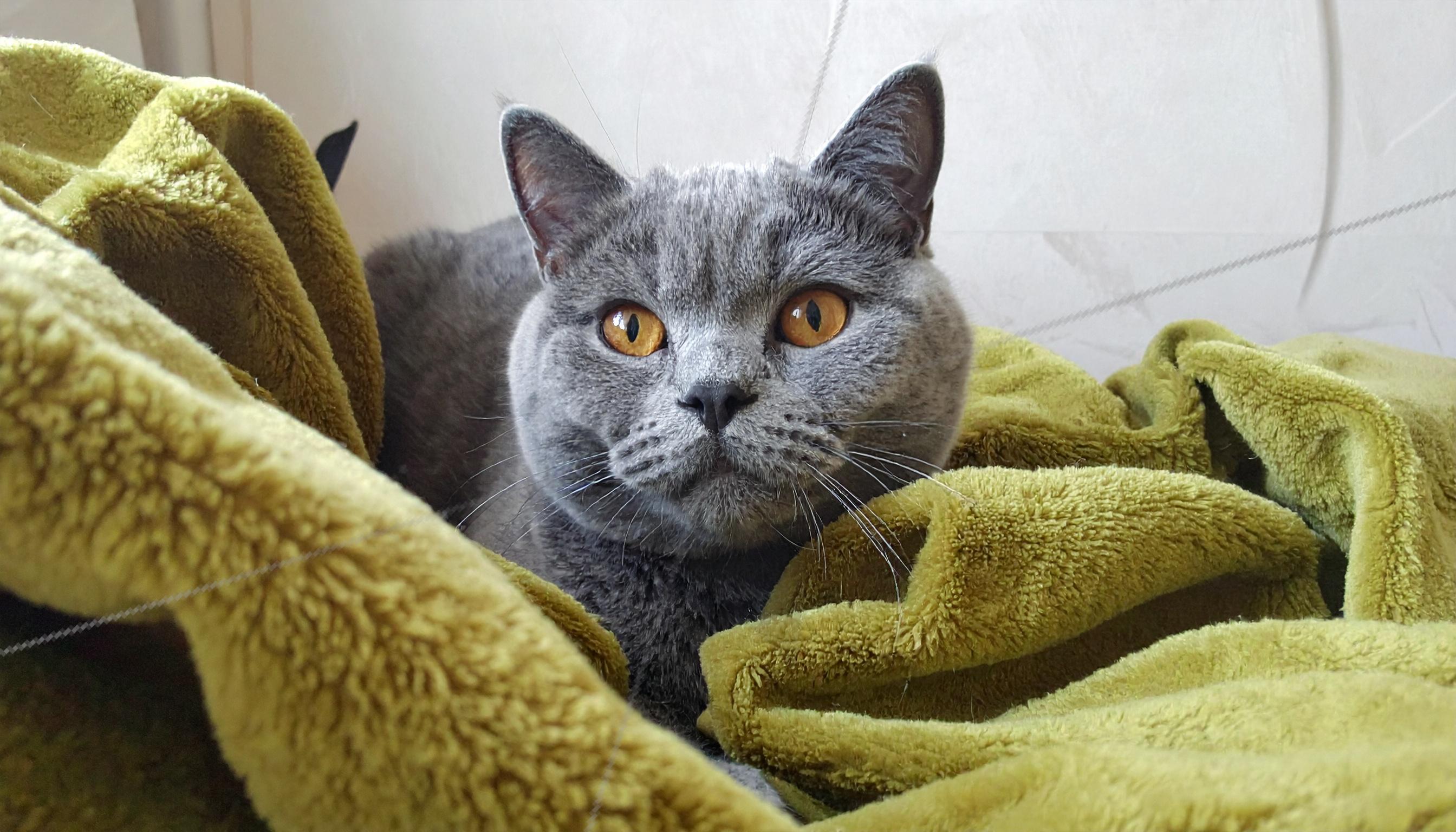 Intense orange-eyed British Shorthair ca