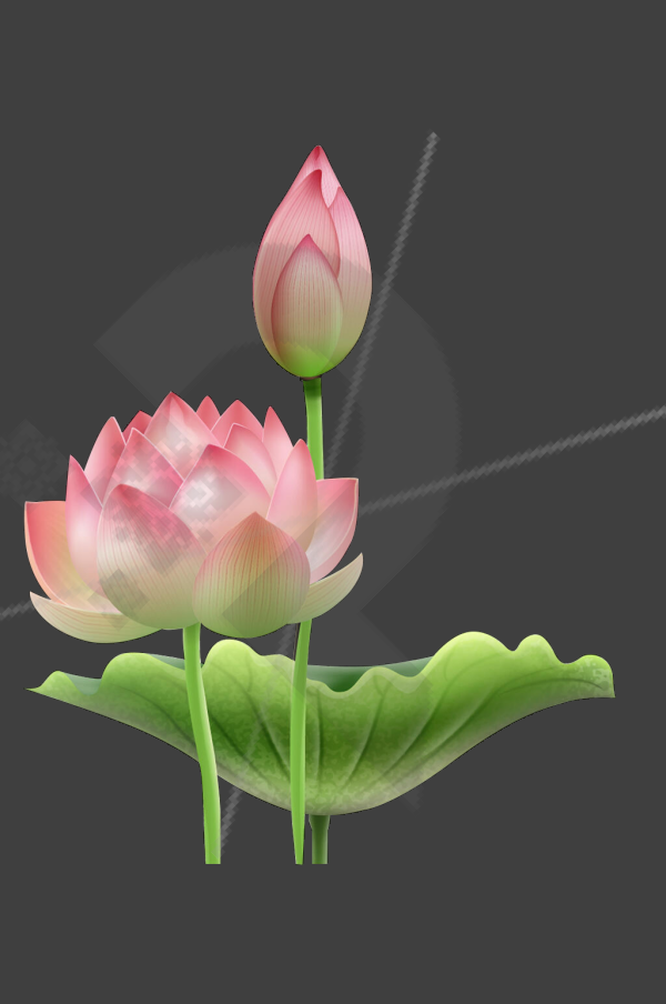 Beautiful Blooming Pink Lotus Flowers